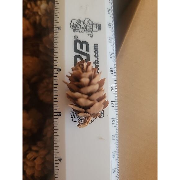 90+ Small Pine Cones - Picture 3 of 3